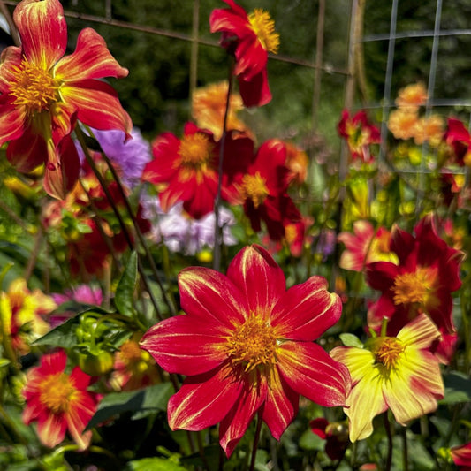 Dahlia Seed Assortment