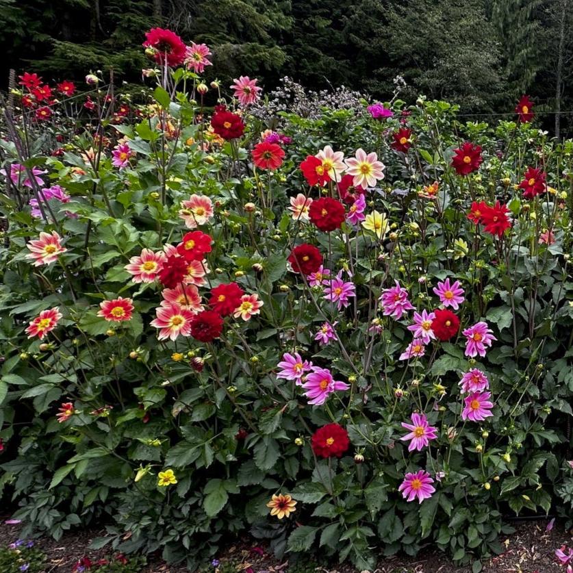 Dahlia Seed Assortment