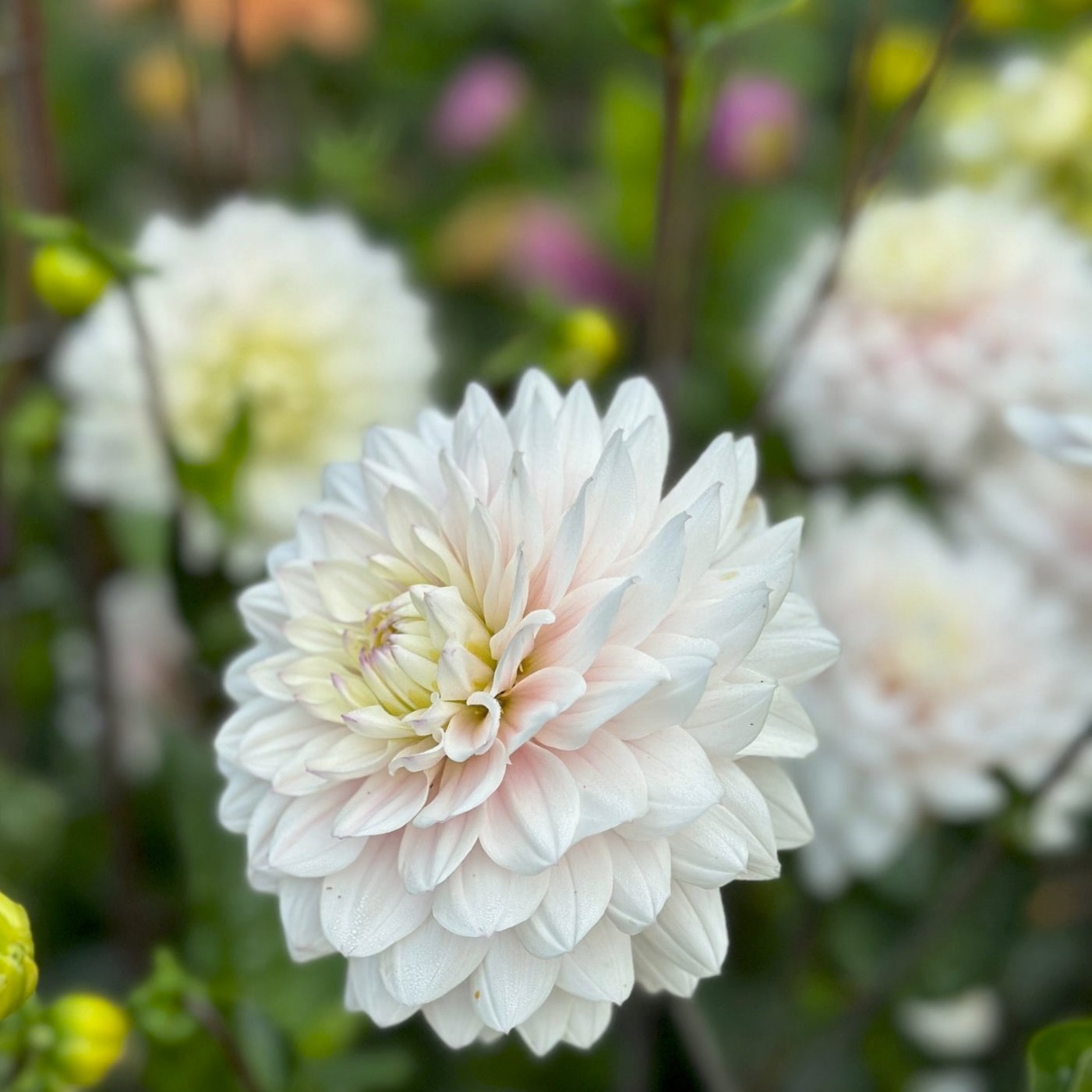 Dahlia 'Silver Years'