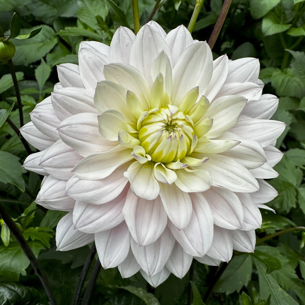 Dahlia 'Silver Years'