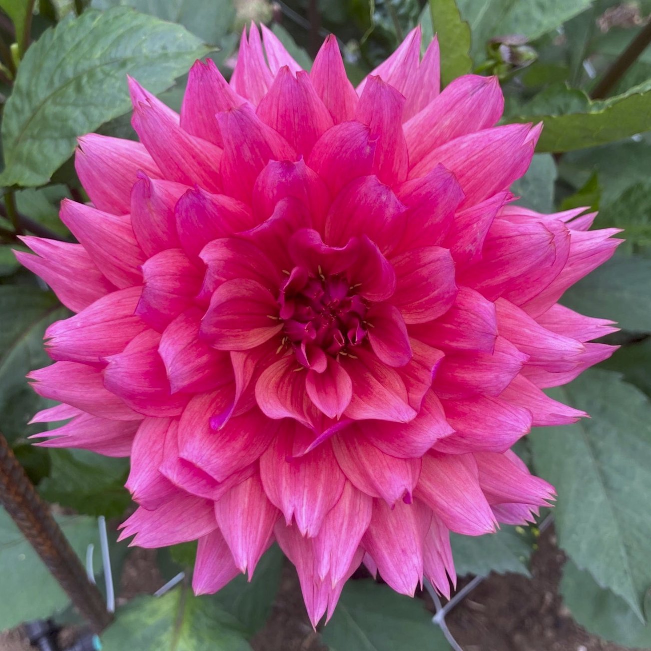 Dahlia 'Sonic Bloom'