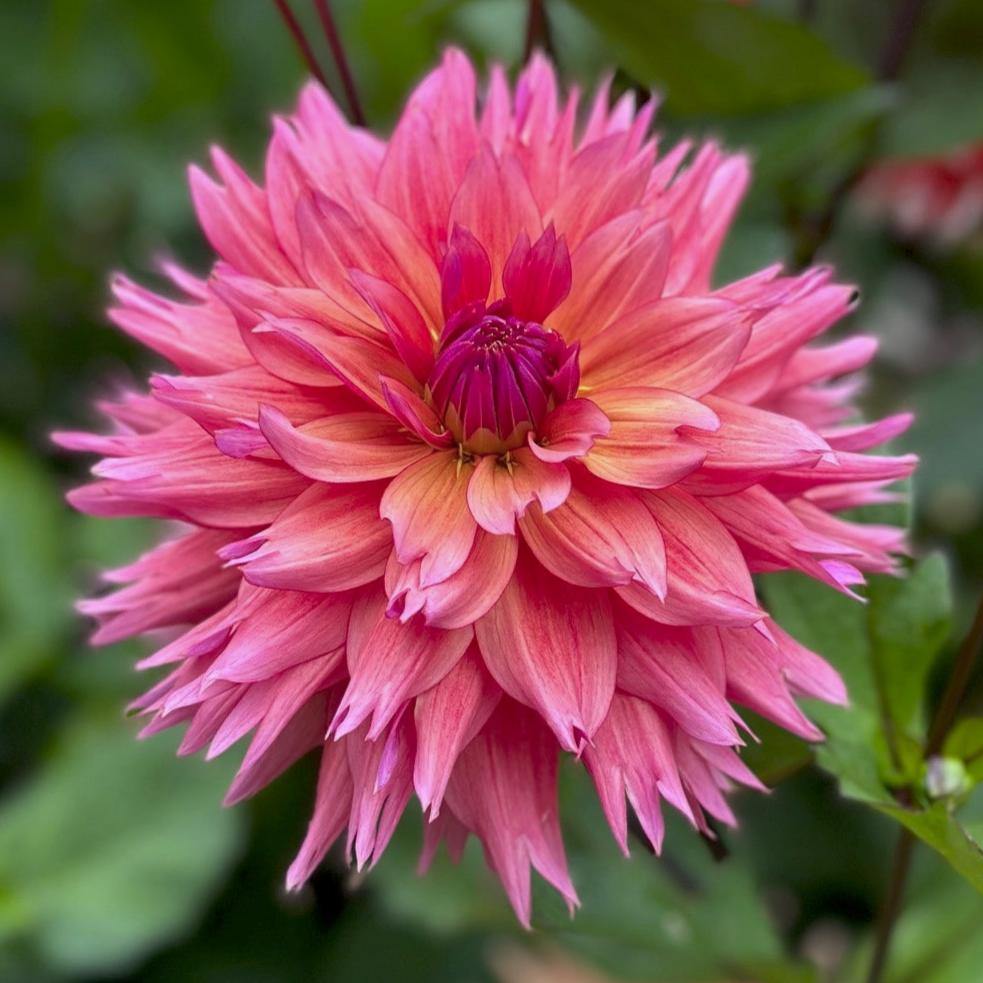 Dahlia 'Sonic Bloom'