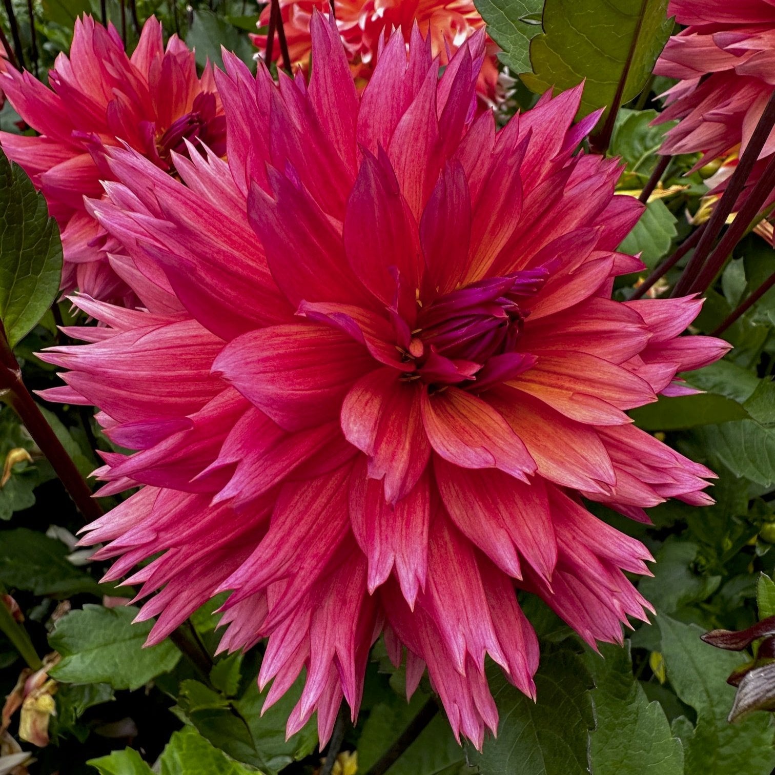 Dahlia 'Sonic Bloom'