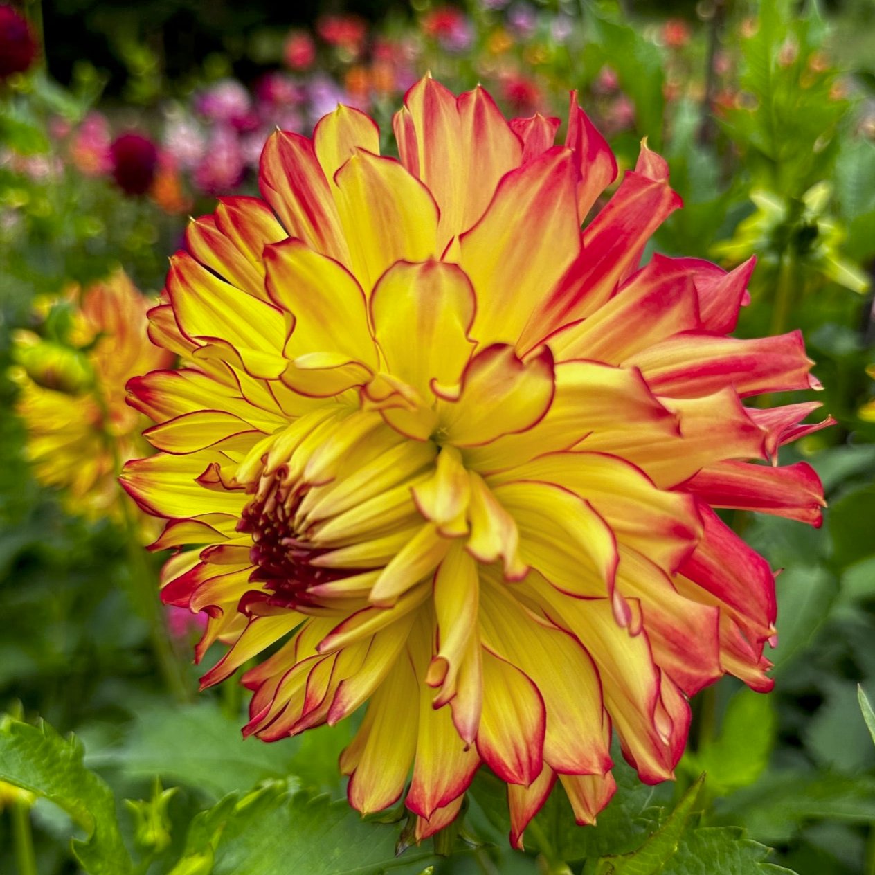 Dahlia 'Steve O'