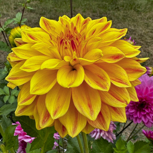 Dahlia 'Striped Vulcan'