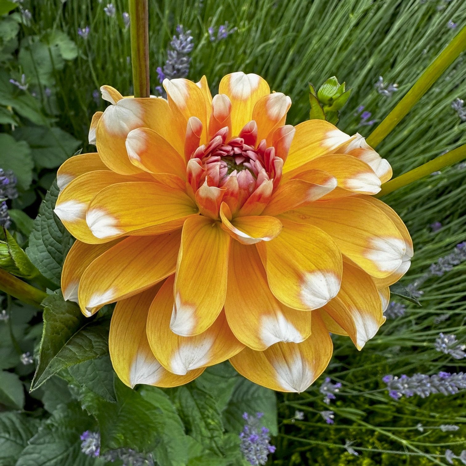 Dahlia 'Sugar Cane'