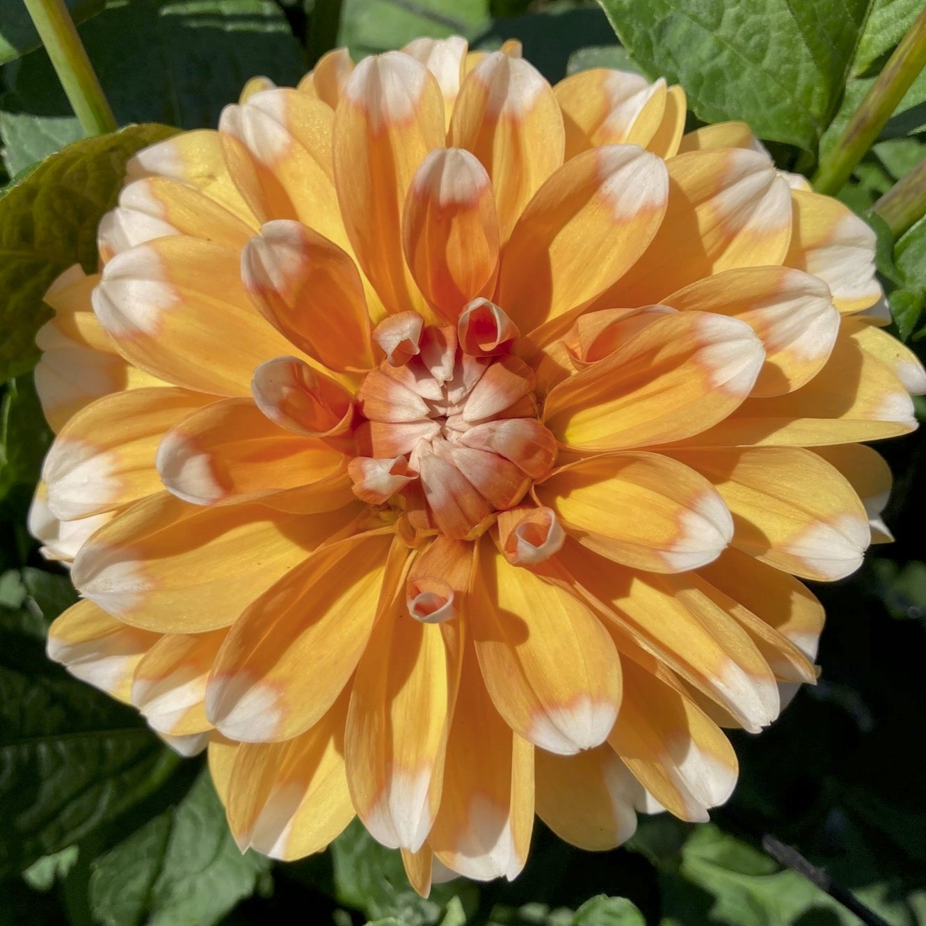 Dahlia 'Sugar Cane'