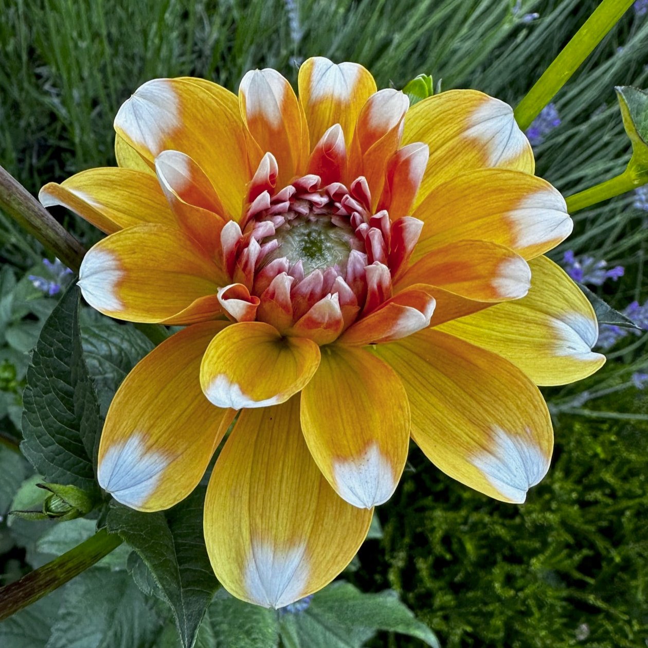 Dahlia 'Sugar Cane'