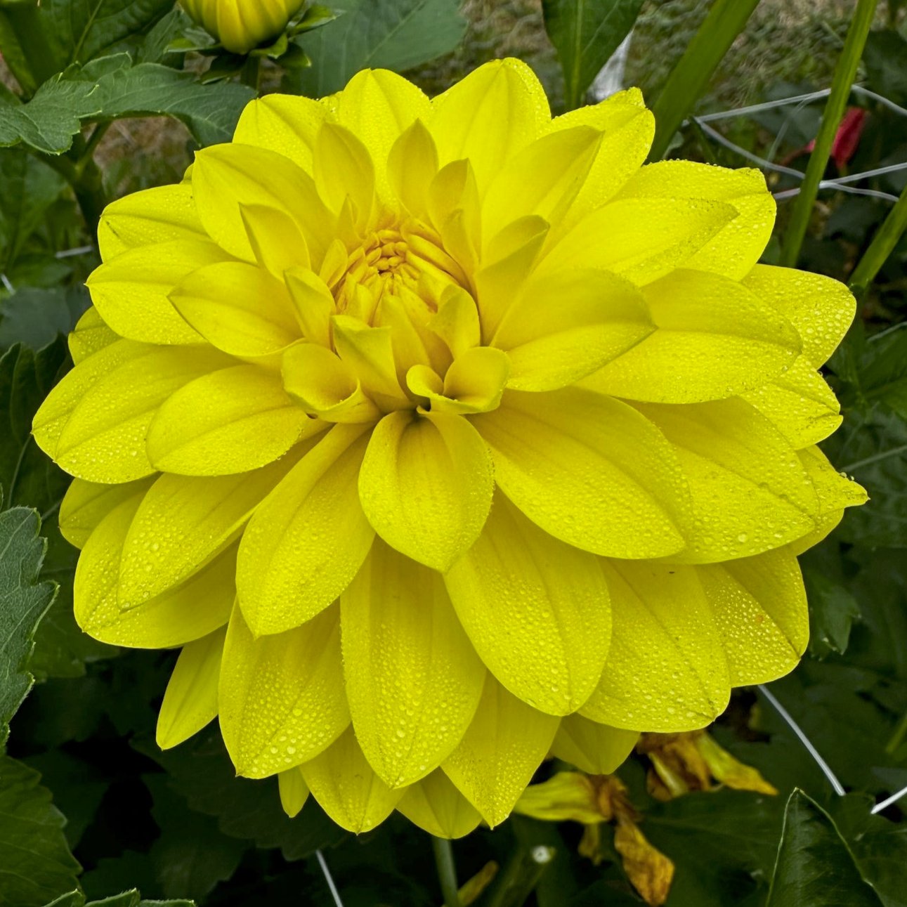 Dahlia 'Sun Lady'