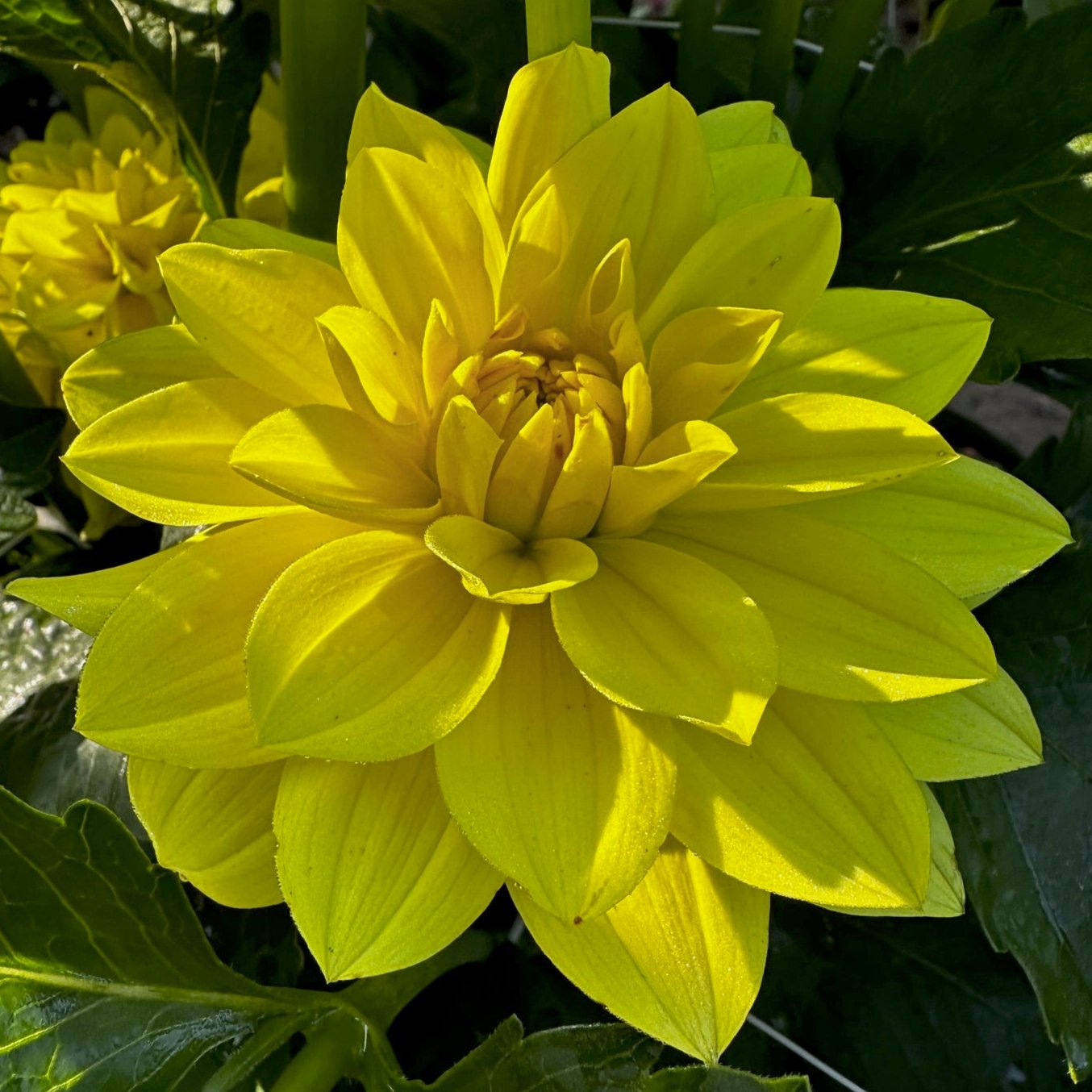 Dahlia 'Sun Lady'