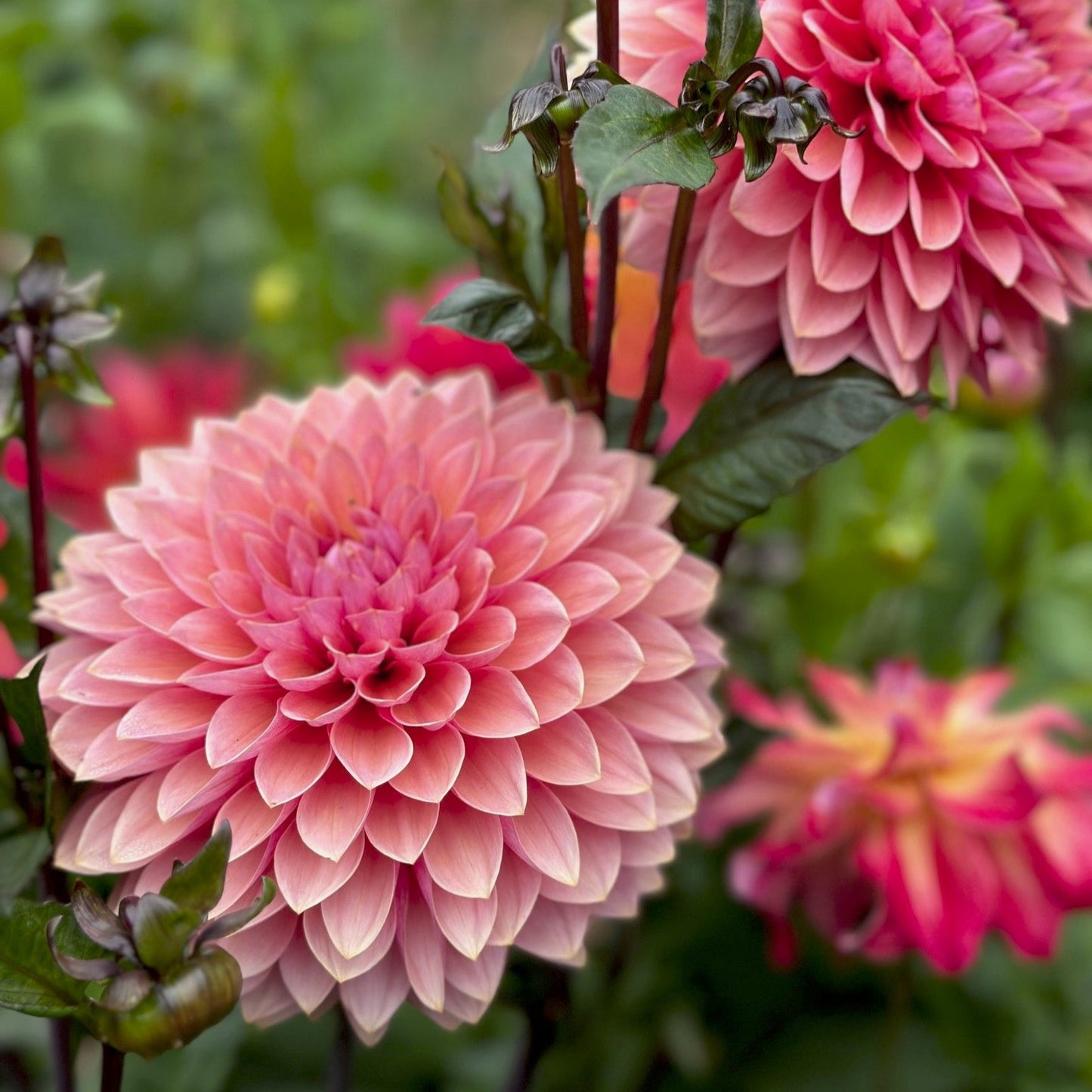 Dahlia 'Sweet Sanne'