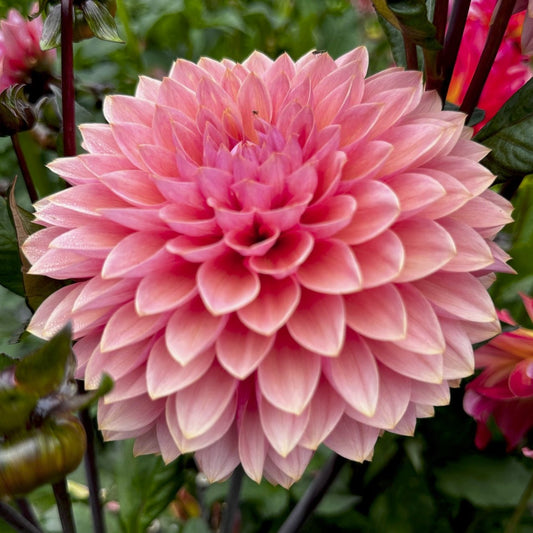 Dahlia 'Sweet Sanne'