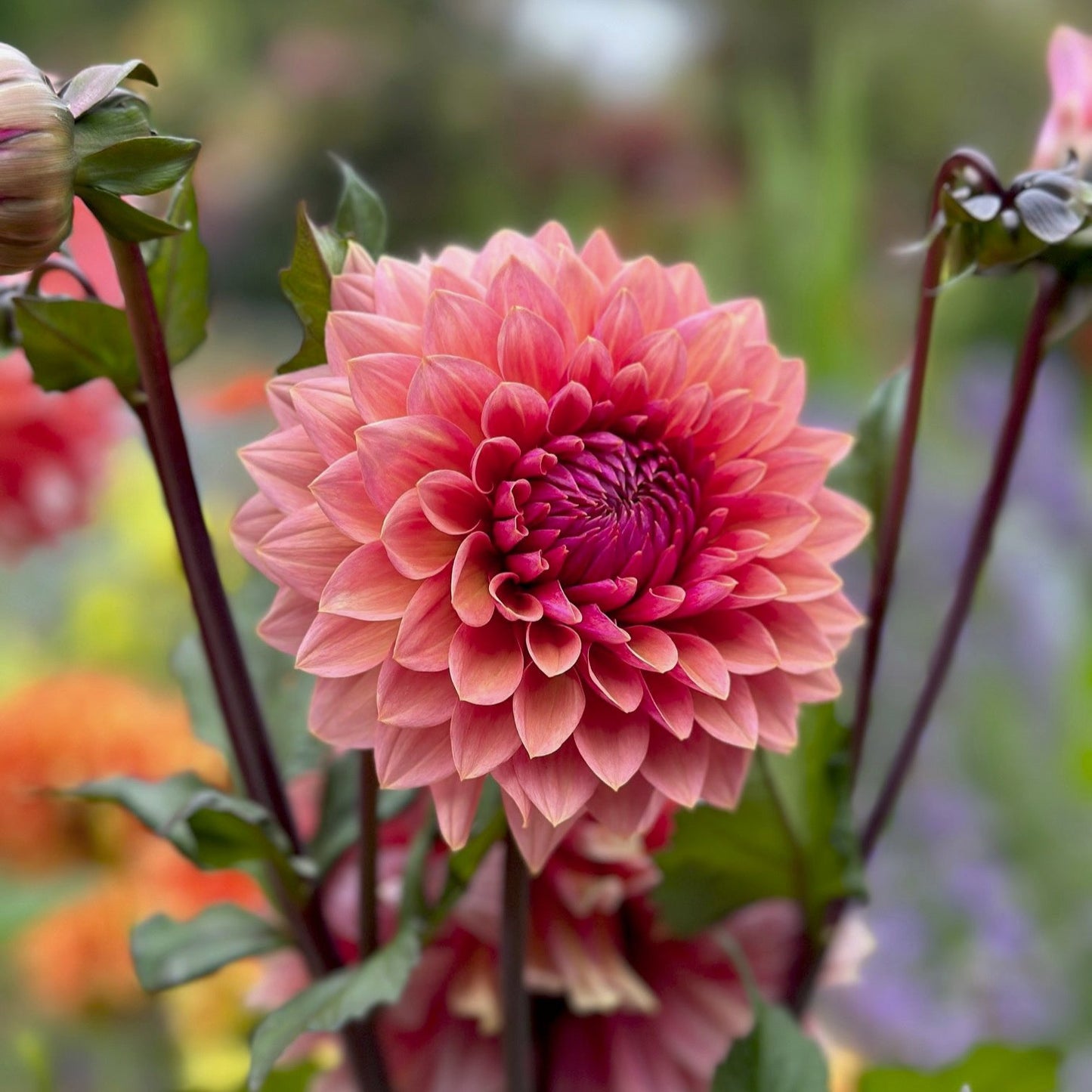 Dahlia 'Sweet Sanne'