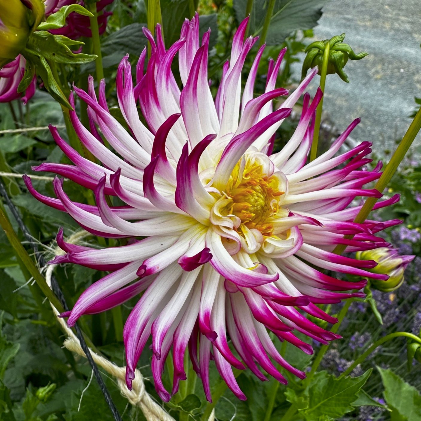 Dahlia 'Tanjoh'