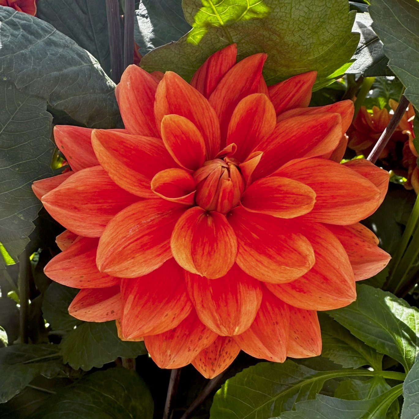 Dahlia 'Teddy'