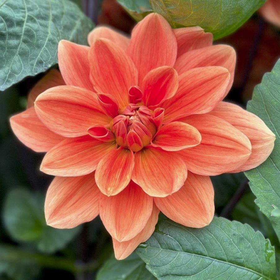 Dahlia 'Teddy'