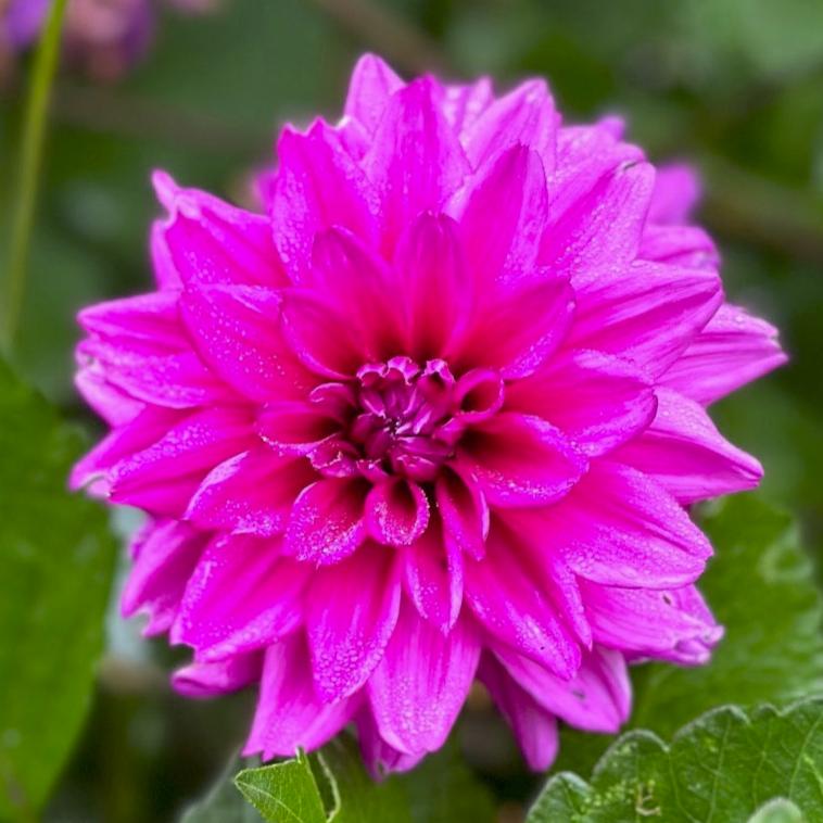 Dahlia 'Thomas A Edison'