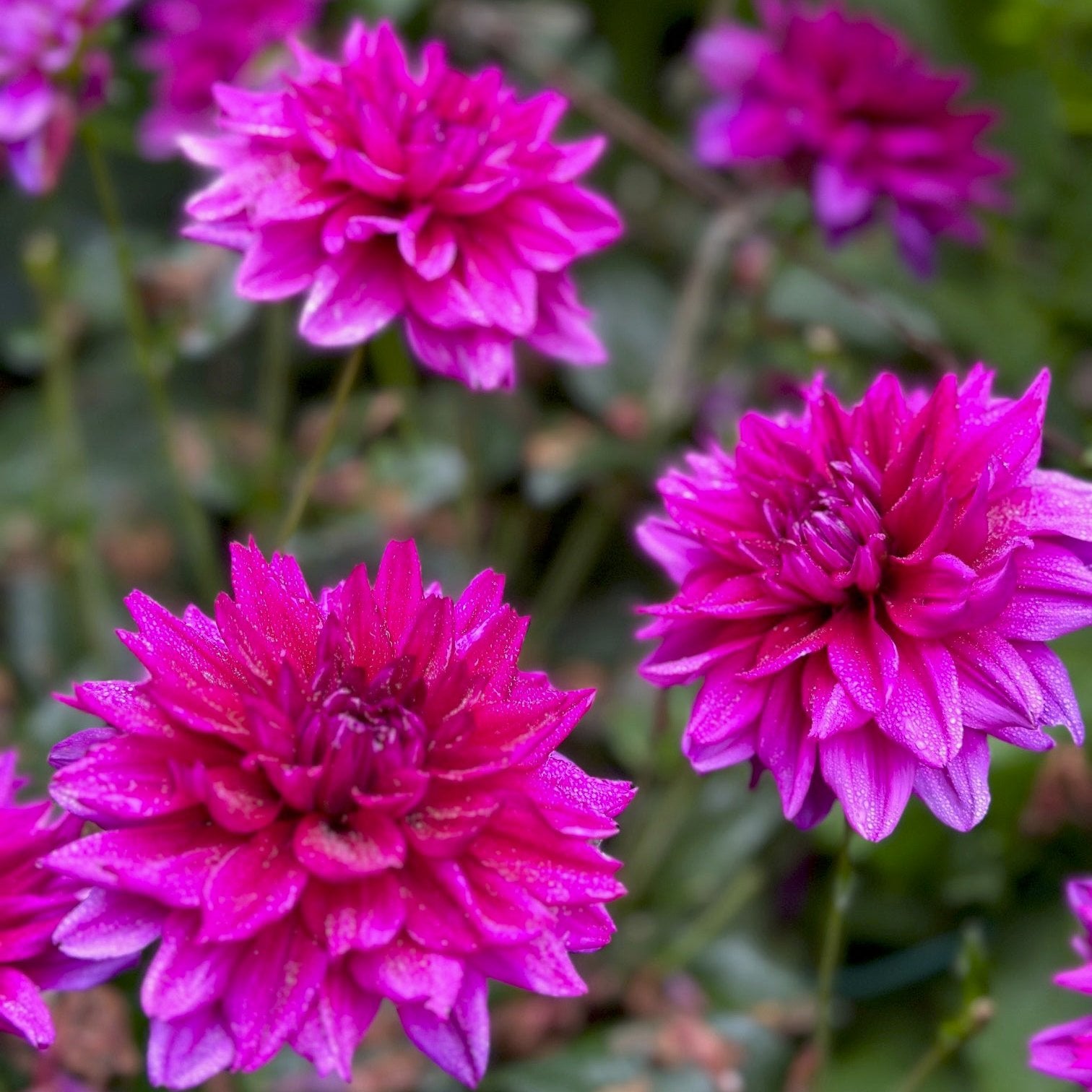 Dahlia 'Thomas A Edison'