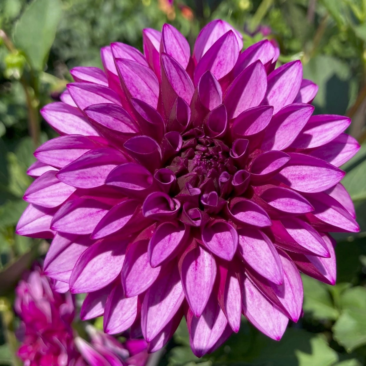 Dahlia 'Versa'