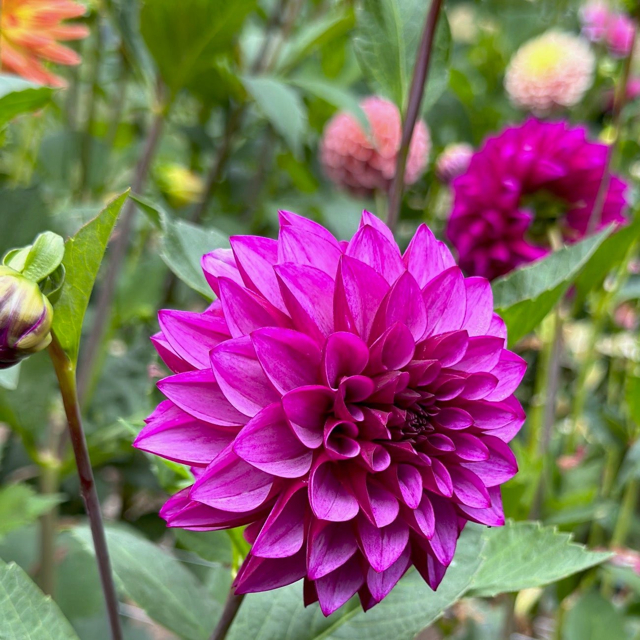 Dahlia 'Versa'