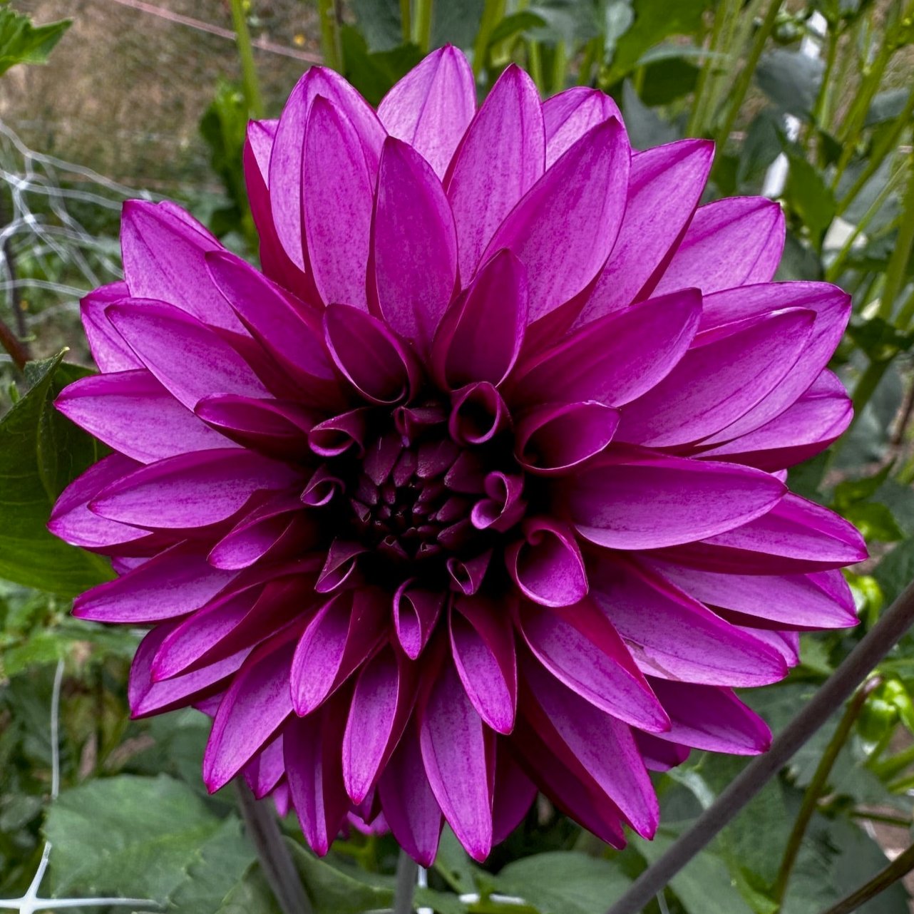 Dahlia 'Versa'