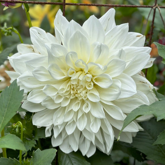 Dahlia 'White Perfection'