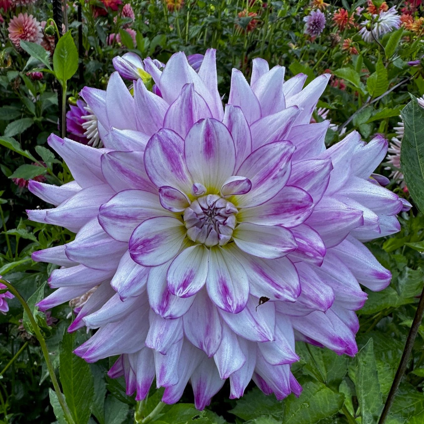 Dahlia 'Who Dun It'