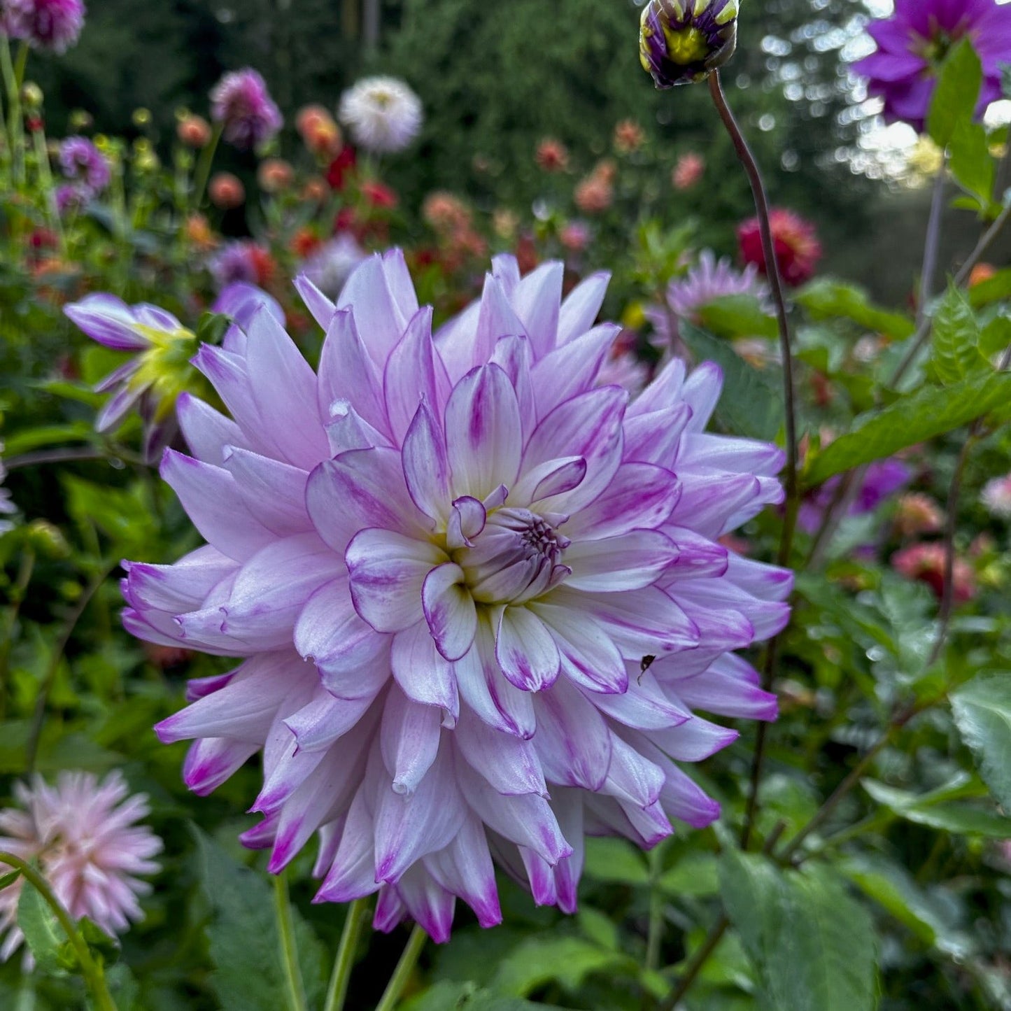 Dahlia 'Who Dun It'