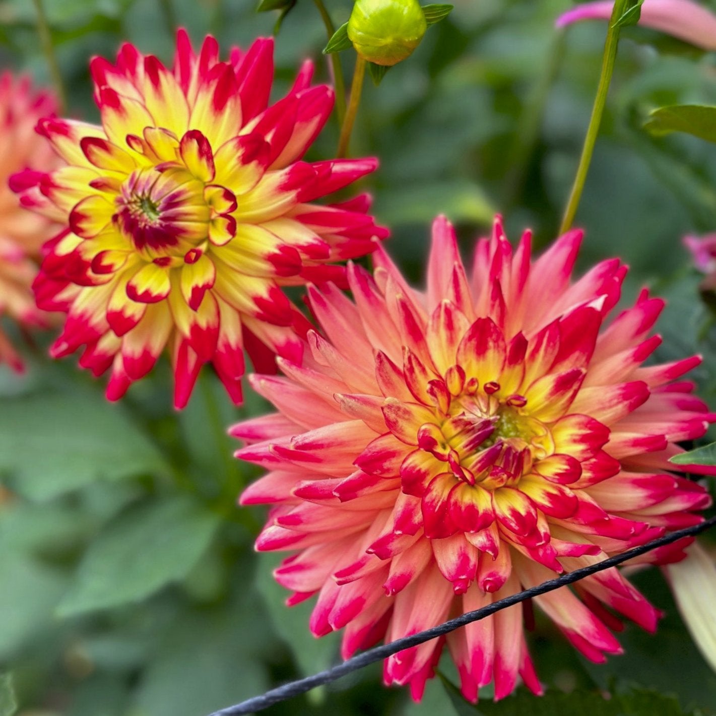 Dahlia 'Wildcat'