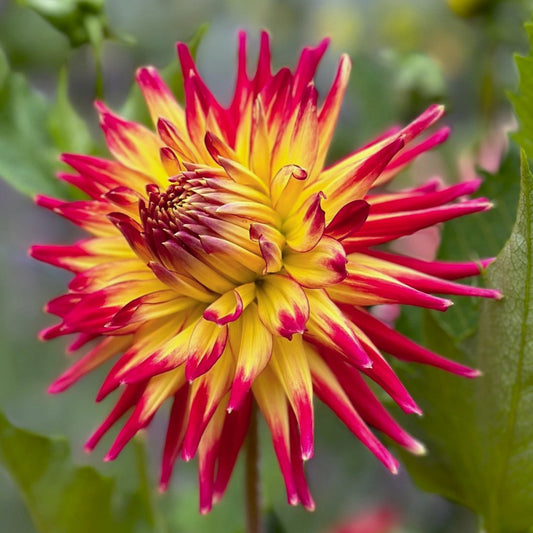 Dahlia 'Wildcat'