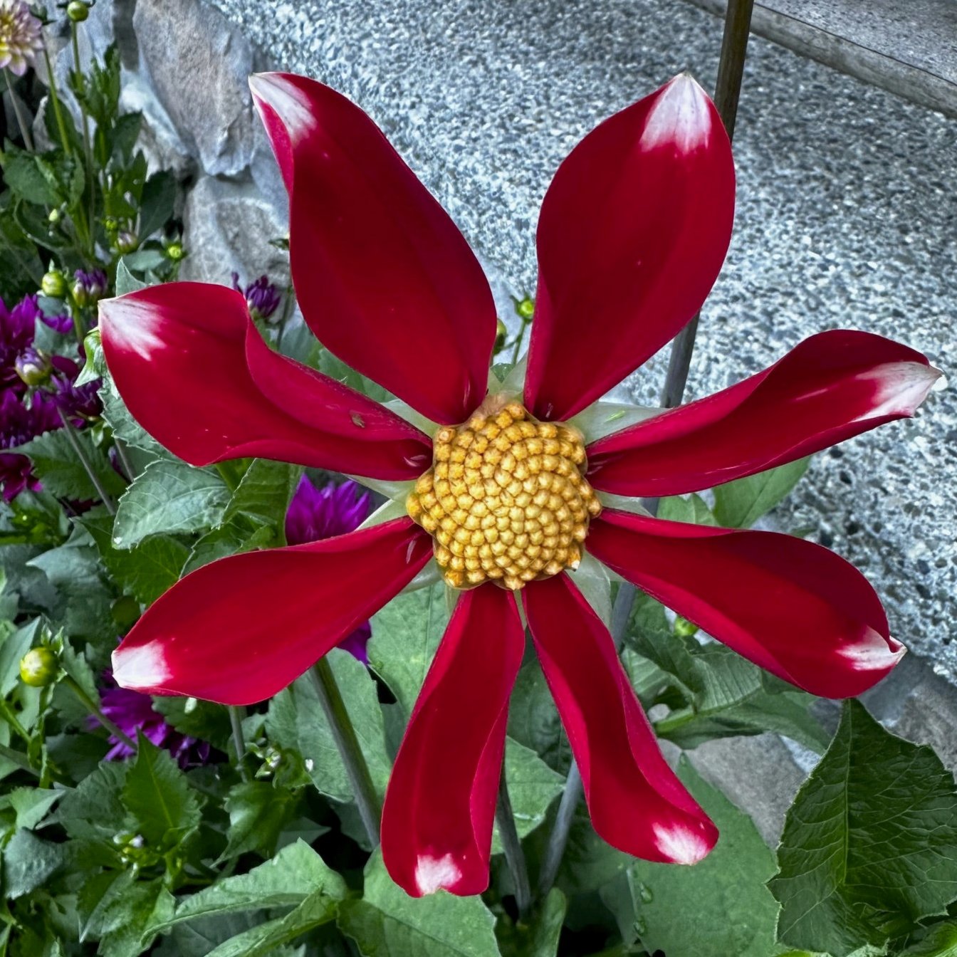 Dahlia 'Windmill'