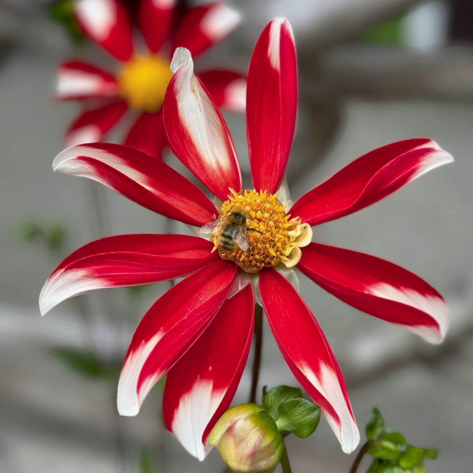 Dahlia 'Windmill'