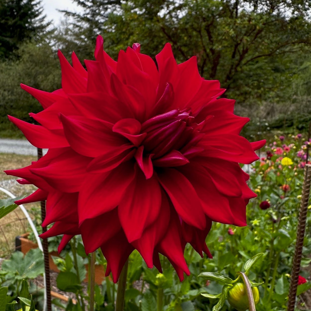 Dahlia 'Woodland's Gypsy Rose'