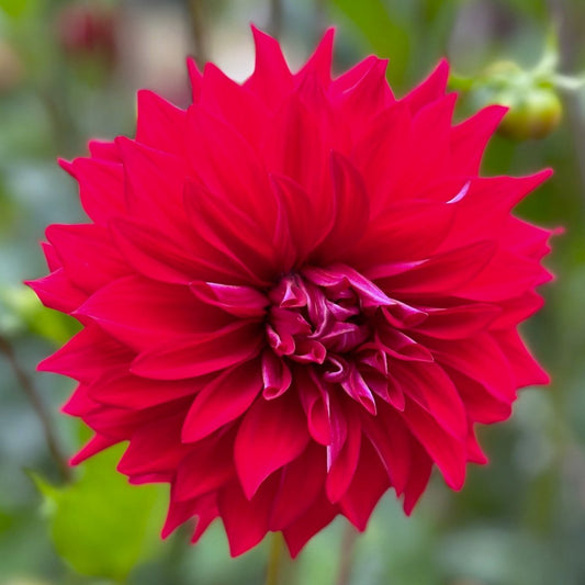 Dahlia 'Woodland's Gypsy Rose'