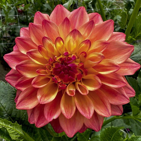 Dahlia 'Wynoochee Valley'