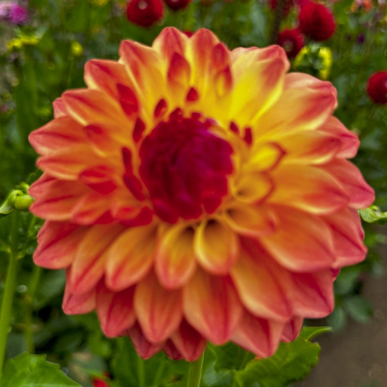 Dahlia 'Wynoochee Valley'