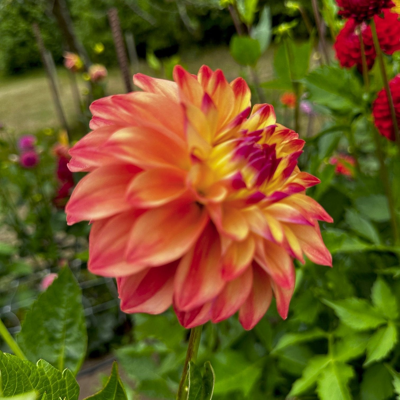 Dahlia 'Wynoochee Valley'