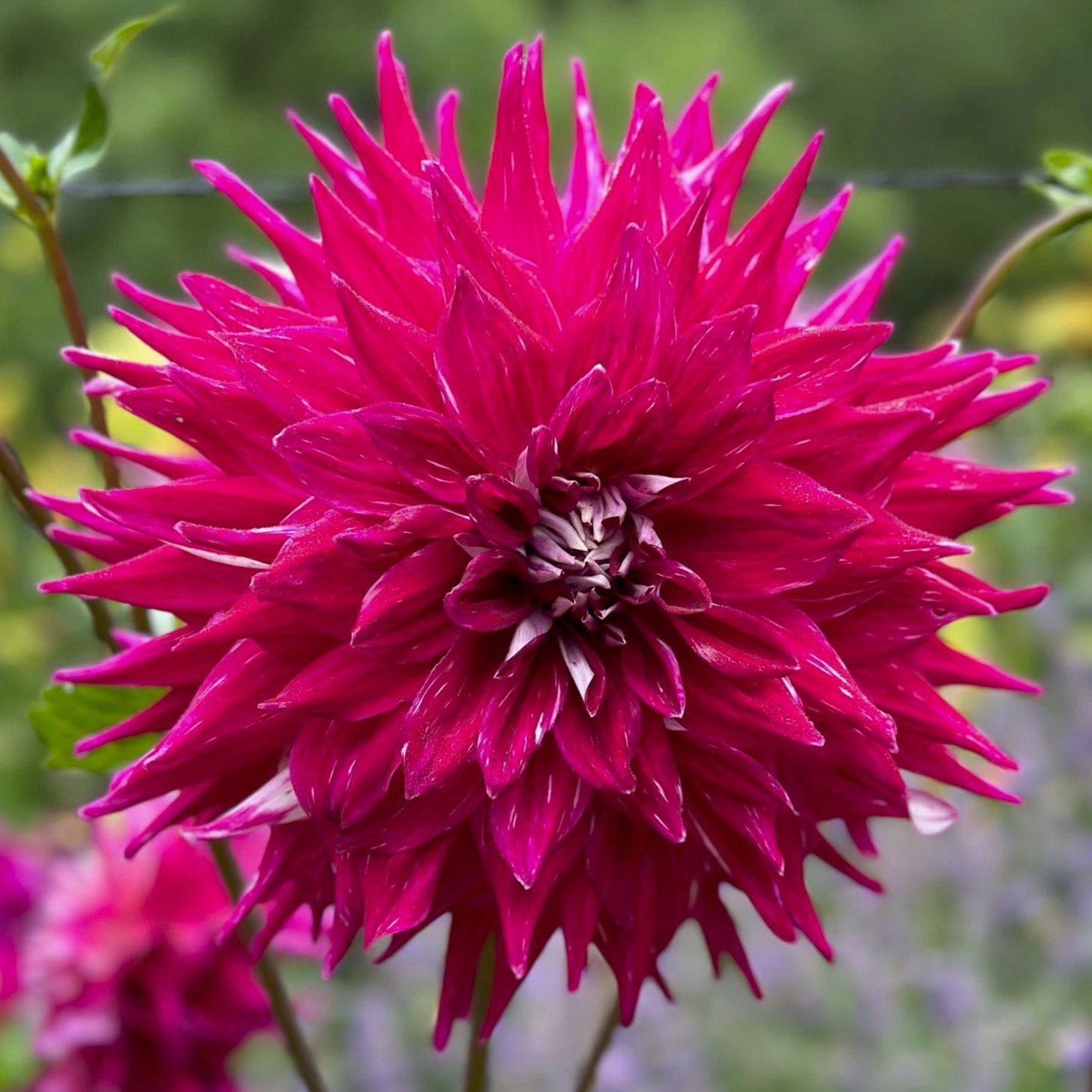 Dahlia 'Wyn's Bewitched'