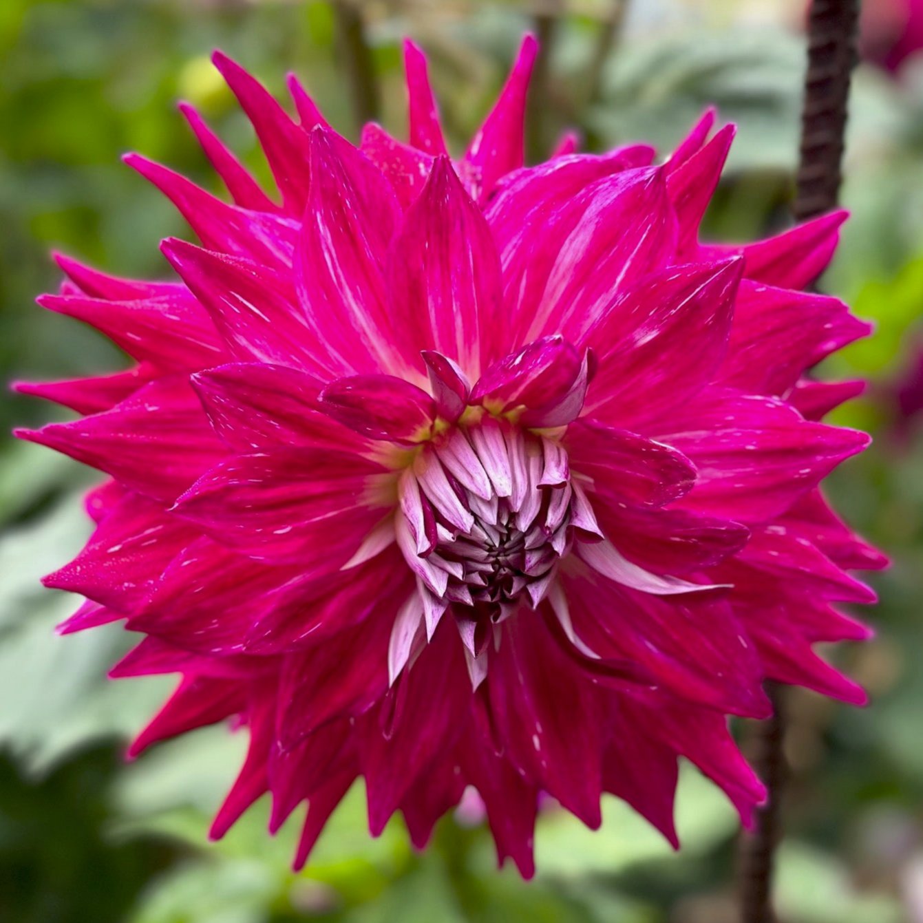 Dahlia 'Wyn's Bewitched'