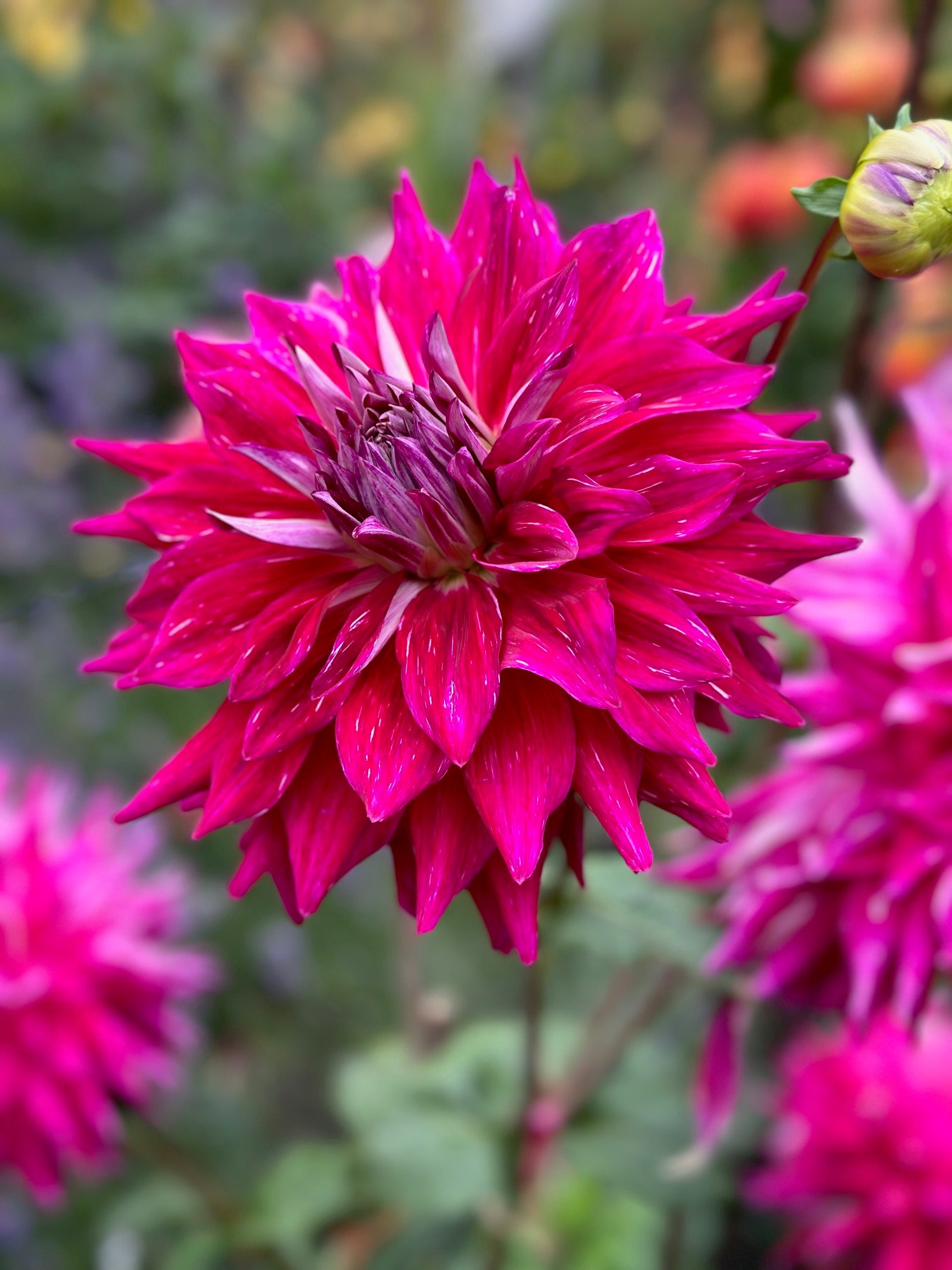 Dahlia 'Wyn's Bewitched'